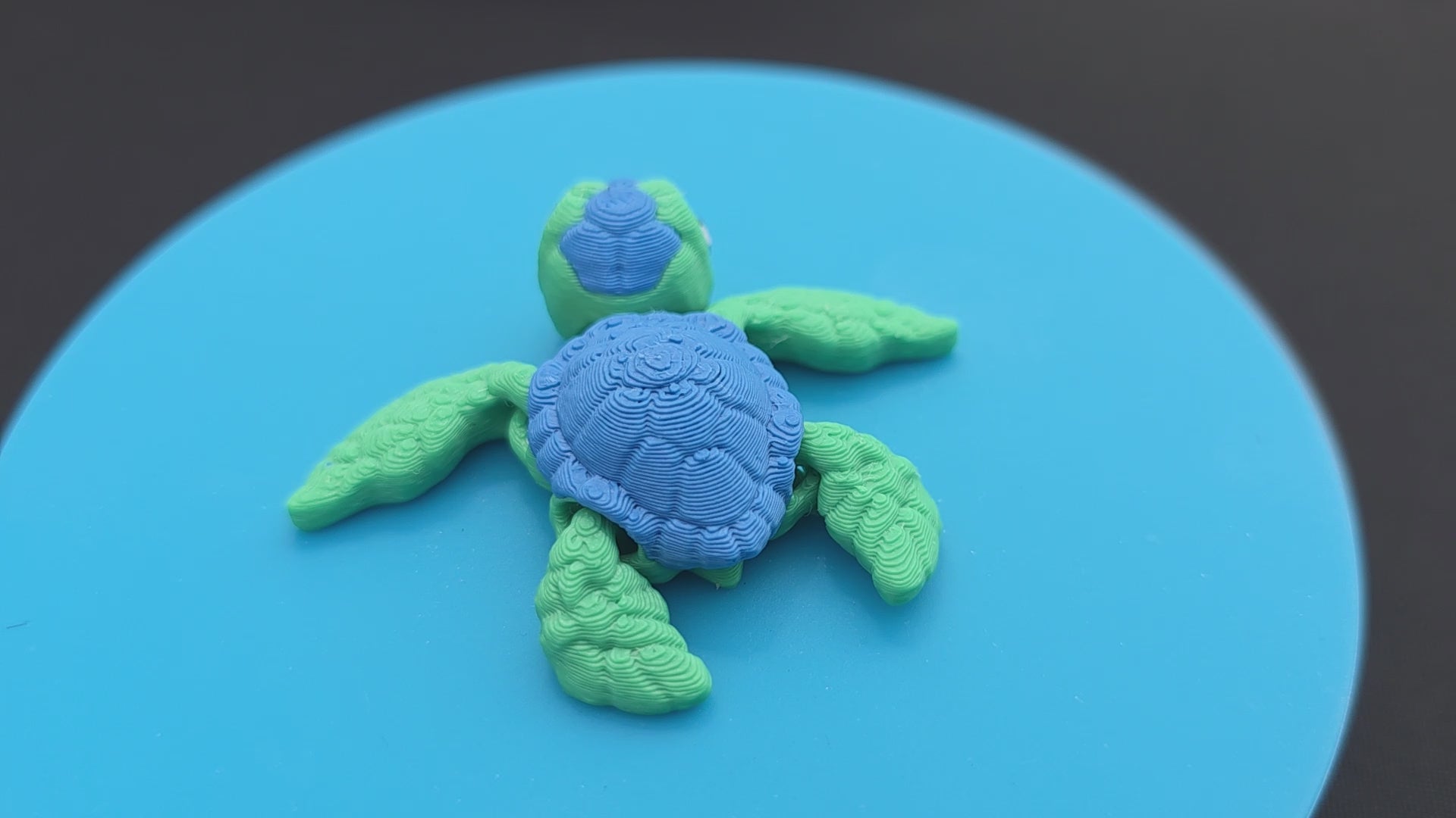 Sea Turtle